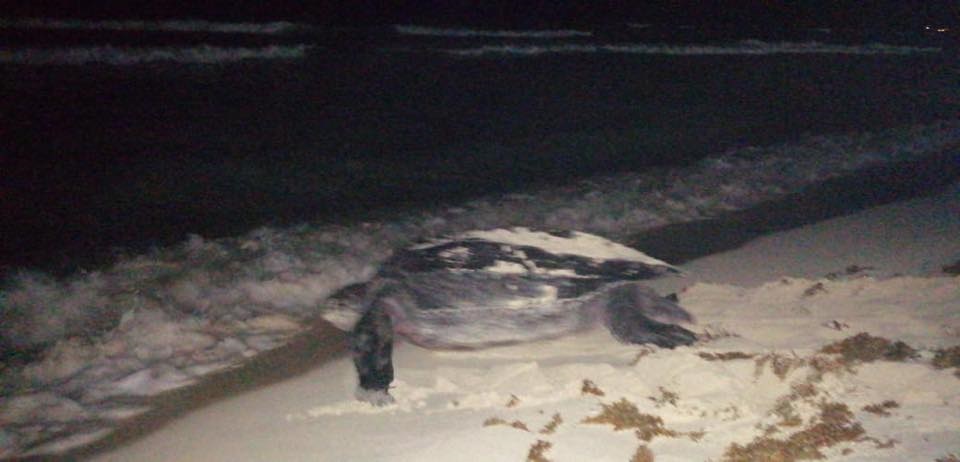 La cuarentena por el COVID-19 en Cancún ha permitido a animales en peligro de extinción como la tortuga laúd regresar a zonas populares