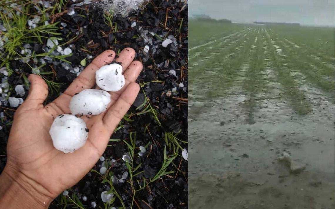 Una tormenta acompañada de granizo y fuertes rachas de viento, destruyeran cientos de hectáreas de sorgo y maíz entre otros cultivos, está tarde en varios ejidos de Reynosa.
