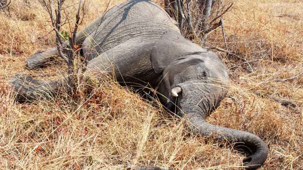 Según los conservacionistas locales, más de 360 elefantes han muerto en circunstancias misteriosas en Botswana en los últimos tres meses.