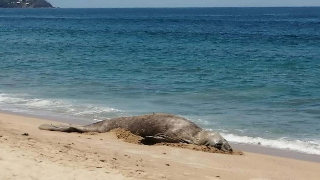 Por primera vez aparece elefante marino playas de San Pancho, Nayarit