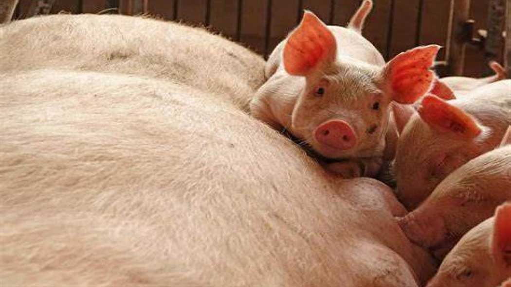 El medio británico BBC reveló que en China algunos científicos han descubierto un virus que los cerdos son portadores que se le llama G4-EA-H1N1 con un riesgo importante de transmisión hacia humanos.