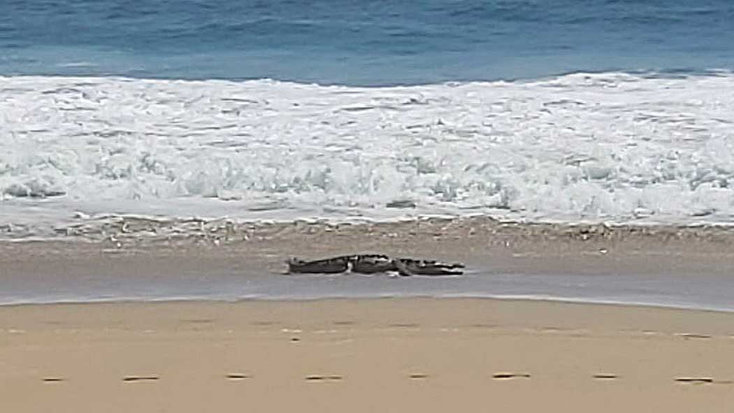 Alerta por cocodrilo de 3 metros en playa Pie de la Cuesta Acapulco